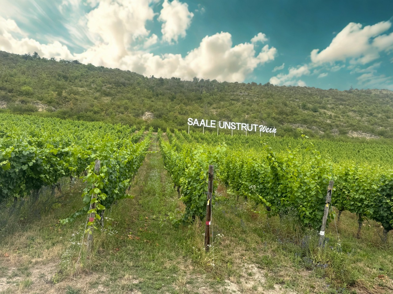 Weinberge der Saale-Unstrut-Region in der Nähe von Naumburg